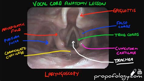 Diagram Of Vocal Cords