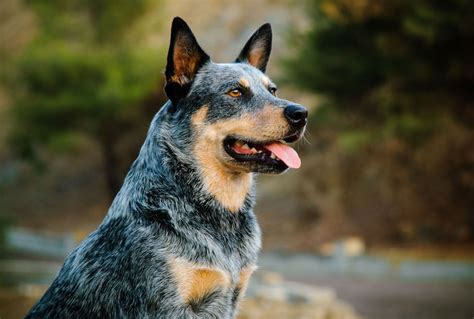 How Intelligent Is A Australian Cattle Dog