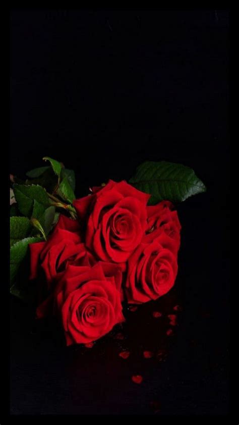 Red Roses - Home Screen | Beautiful rose flowers, Rose flower wallpaper ...