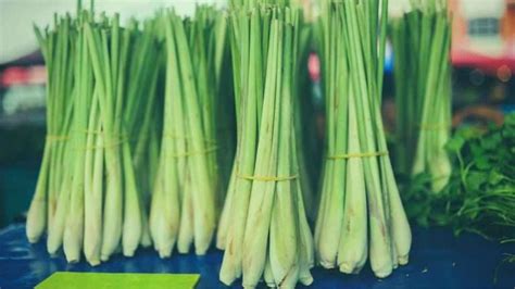 How To Grow Lemongrass In Pots | Just Pure Gardening