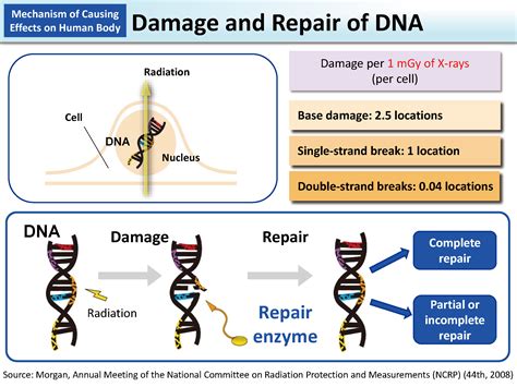 Damage and Repair of DNA [MOE]