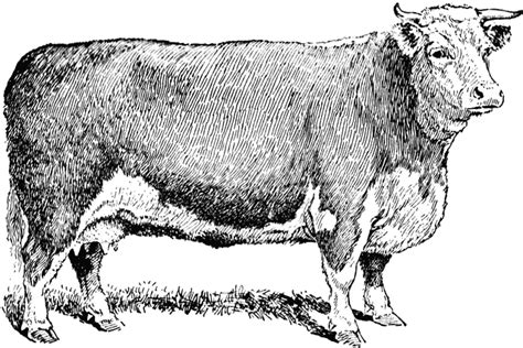 drawing hereford bull - Clip Art Library