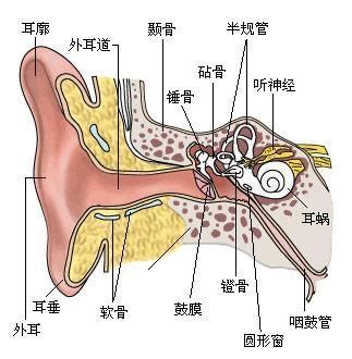 如何检查声导抗对咽鼓管的功能测试？