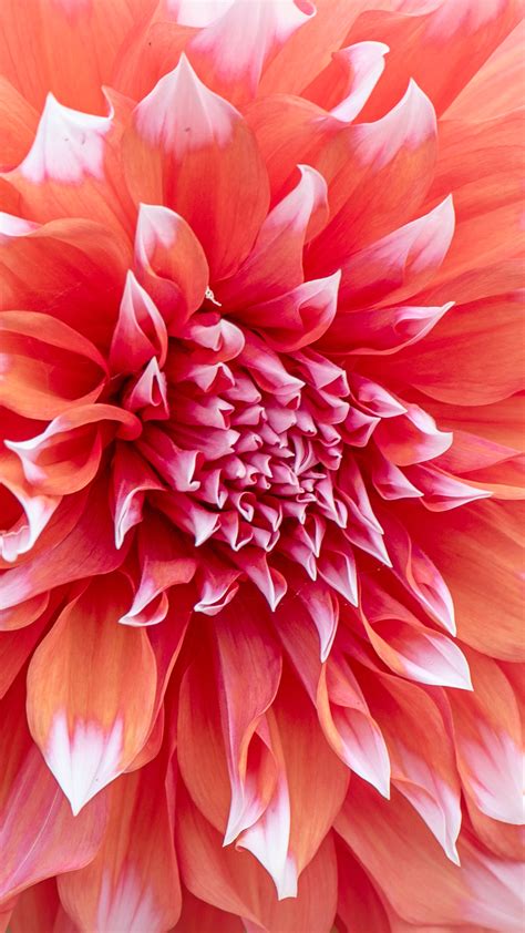 Close-up of Dahlia 'Holland Festival' flower, Sway, Lymington, Hampshire, England, UK | Windows ...