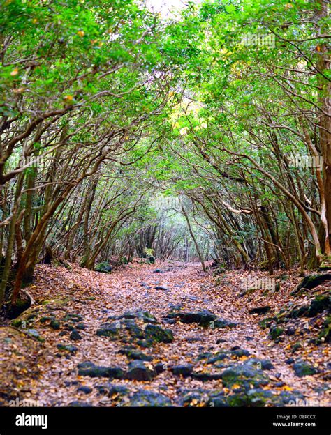 Aokigahara Forest in Japan Stock Photo - Alamy