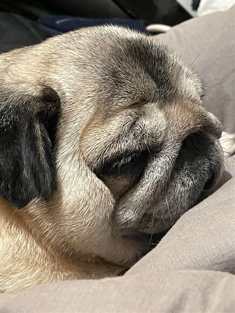 Whisky, my always sleeping pug : r/pugs