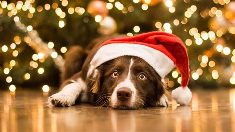 Dog Christmas Aesthetics Wallpapers - Wallpaper Cave