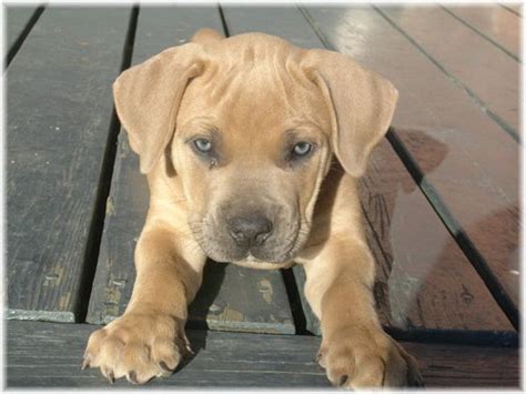 South African Mastiff 15 | Mastiff breeds, South african mastiff, Mastiff puppies