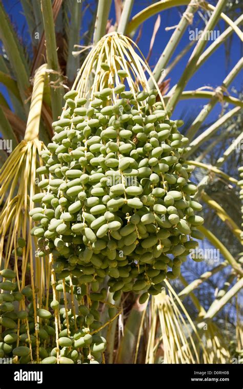 Date palm fruit hi-res stock photography and images - Alamy