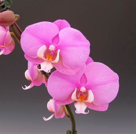 Mother's Day Orchid Flowers | Orchidaceous! Orchid Blog