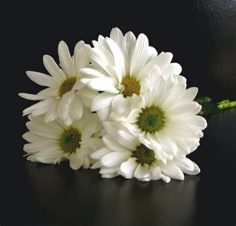 White daisy bouquet, Daisy bouquet, Daisy