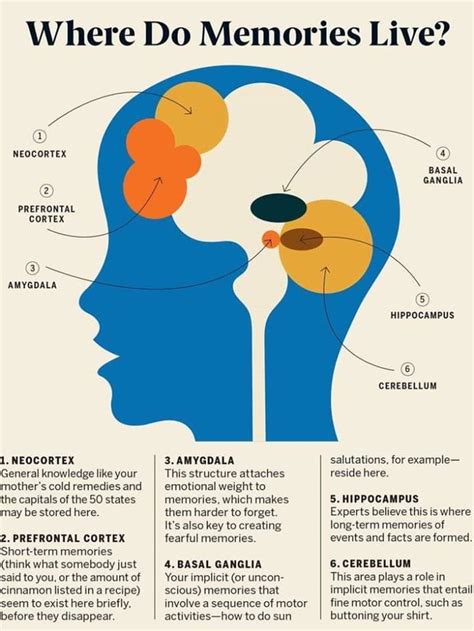 Pin on BRAIN/NEUROSCIENCE