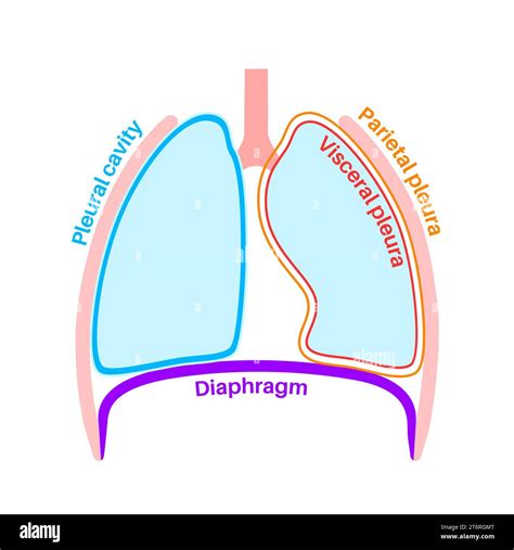 Pleura anatomy, illustration Stock Photo - Alamy