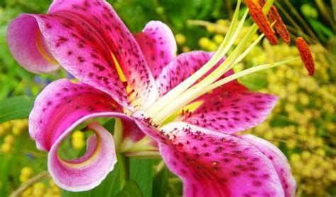 Pink Stargazer Lily Flower Meaning | Best Flower Site