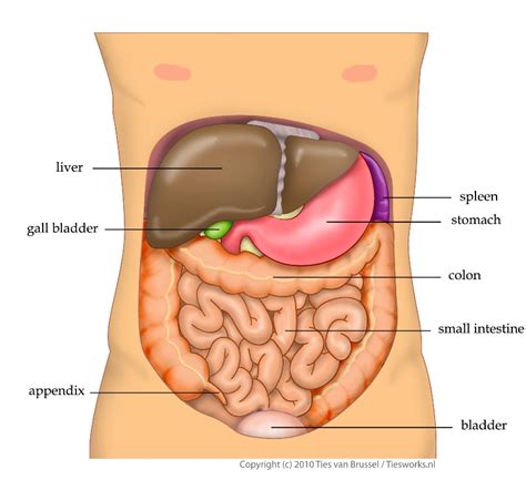 First aid for Abdominal Pain - First Aid for Free