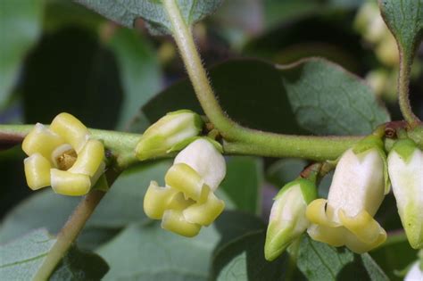 American Persimmon Diospyros virginiana Tree 10 Seeds (Edible Fall Color Hardy) - Fruit Seeds