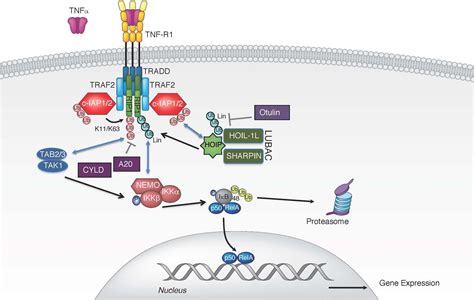 Frontiers | The Balance of TNF Mediated Pathways Regulates Inflammatory Cell Death Signaling in ...