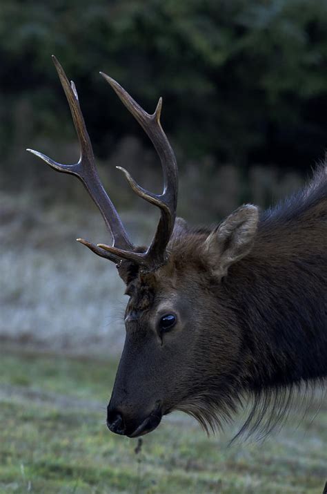 Roosevelt Elk At Ecola State Park On The Oregon Coast Photograph by ...