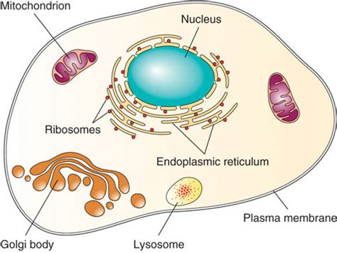 LIFE SCIENCES (GR10) : Cell as a basic unit of life | Create WebQuest