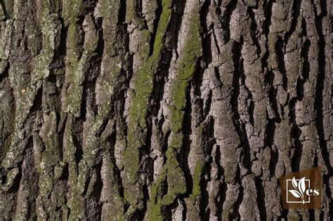 White Spots on Tree Bark: Main Causes and Treatments - Evergreen Seeds