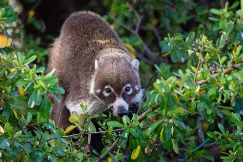 The Wildlife of Arizona's Sky Islands - Naturetrek