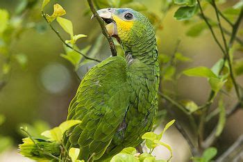 Keeping Amazon Parrots as Pets