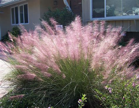 Do You Know Muhly Grass? It’s Beautiful