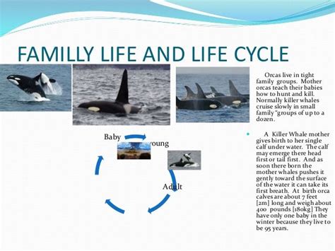 life cycles of whales - Google Search | Life cycles, Whale, Cycle