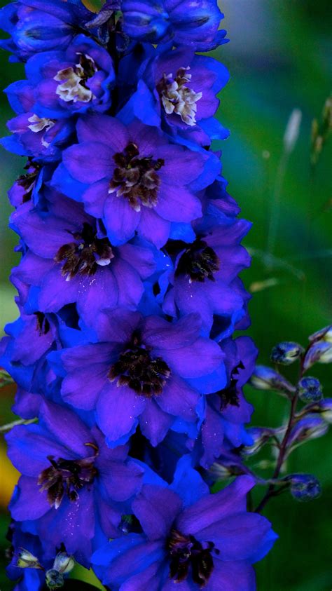 I loved this color of delphinium | Painting photos, Delphinium flowers ...