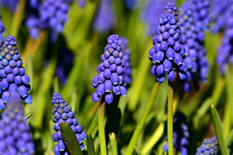 How to Grow: Grape Hyacinths- growing and caring for grape hyacinths