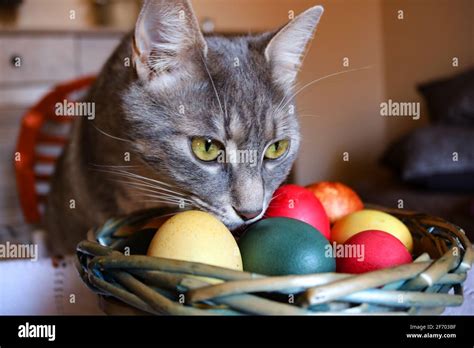 A tabby cat and Easter eggs Stock Photo - Alamy