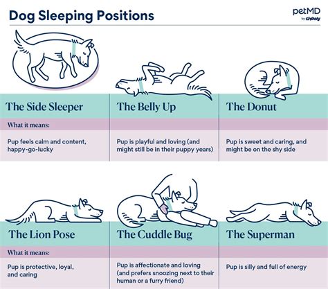 6 Dog Sleeping Positions and What They Mean | PetMD