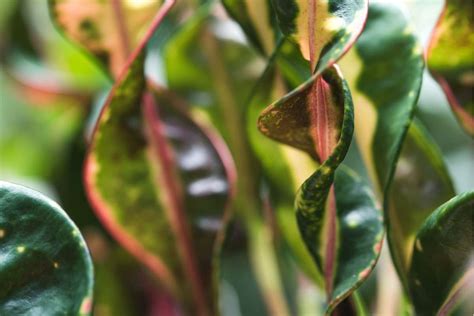 Plant Leaves Curling: The Causes and Easy Solutions - Flourishing Plants