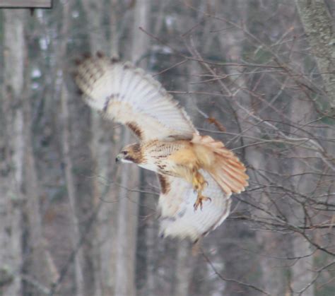 RED TAIL HAWK - FeederWatch