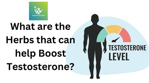 What are the herbs that can help boost testosterone? - Aayush Bharat Blog