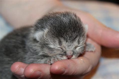 25 of The Smallest Animals in The World. #4 is Too Tiny to Believe