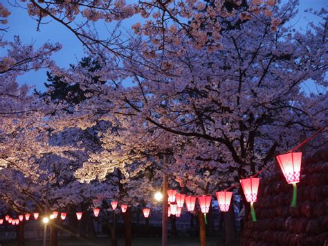 Sakura at night in Namerikawa, Japan. | Japan landscape, Sakura ...