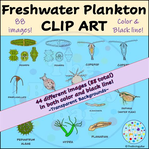 Freshwater Plankton Biology Clip Art | Made By Teachers
