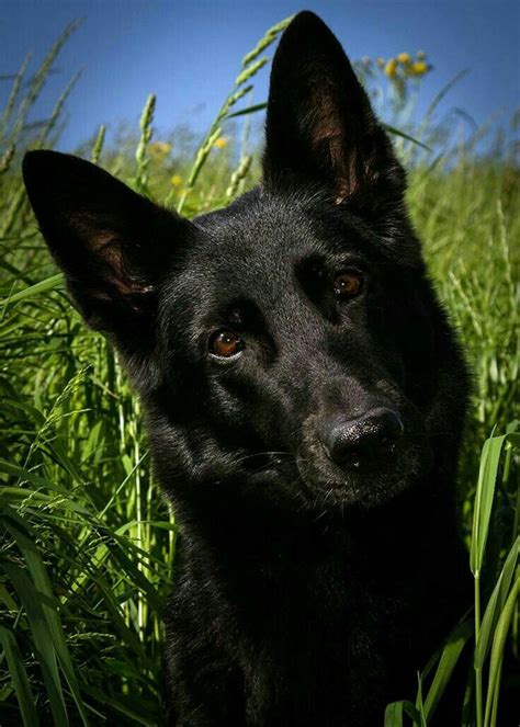 Deutscher Schäferhund schwarz | Hunde, Schwarze hunde, Schäferhunde