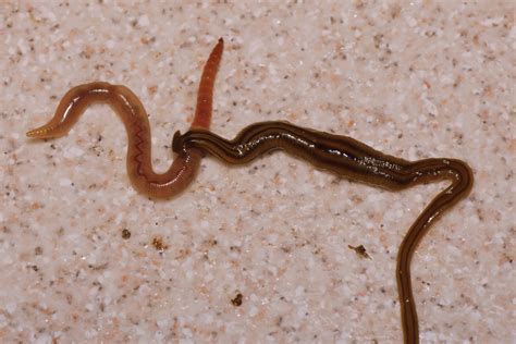 Giant invasive flatworms found in France and overseas French territories