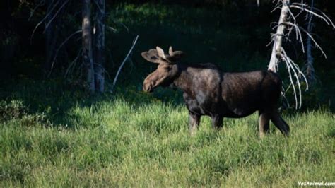 Moose In Yellowstone: Everything You Need To Know