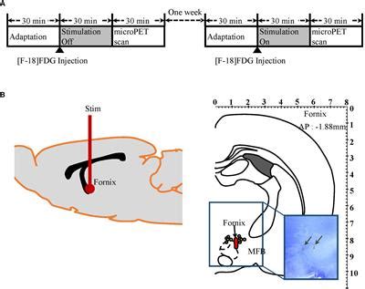 Fornix Function The commissure of the fornix also serves to connect the two