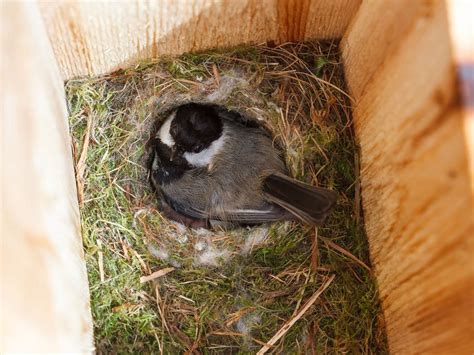 Black-capped Chickadee Nesting (Complete Guide) | Birdfact