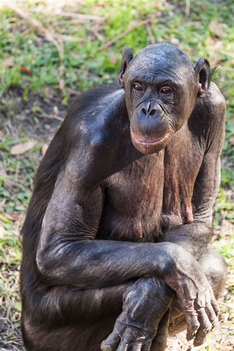 Bonobo at the Jacksonville Zoo Jacksonville Zoo, Bonobo, Great Ape, Summer Bucket Lists, Zoo ...