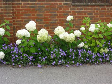 Hydrangea annabel geranium rozanne – Artofit