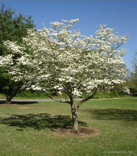 Flowering Dogwood Tree