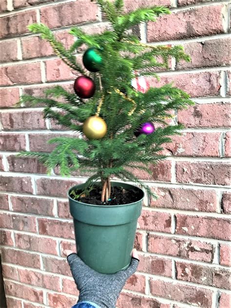 Norfolk Island Pine Mini Christmas Tree 6 Pot about | Etsy