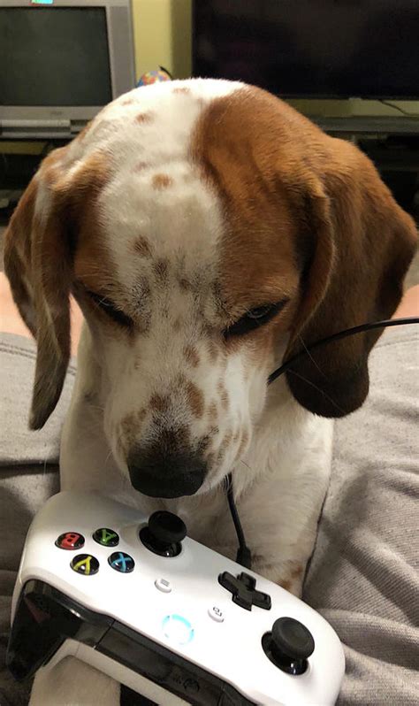 Gaming Dog Photograph by Carl Trowbridge | Fine Art America