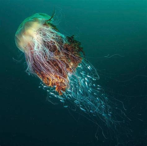 Absolute unit of a Lions Mane Jellyfish : r/absoluteunit