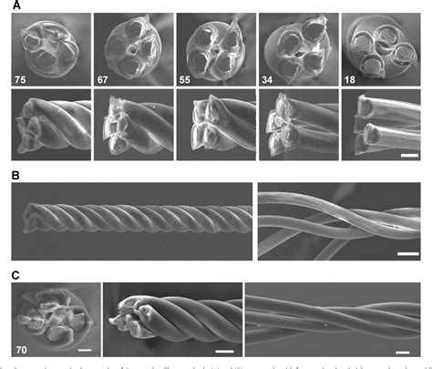 Figure 1 from A simple method for fabricating microwire tetrode with ...